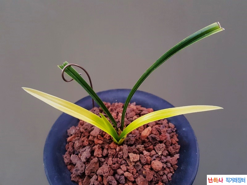 산채출. (극황서반)