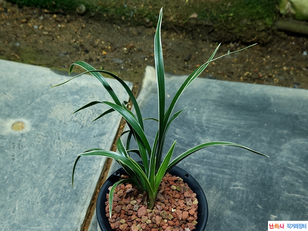 무명 깔끔한 백복륜