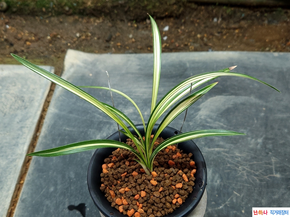 무명 종자좋은 입변중?