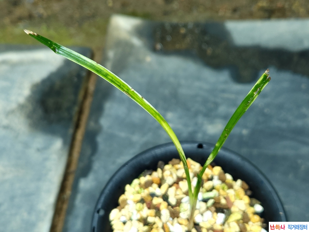 산채 서반(생강근)