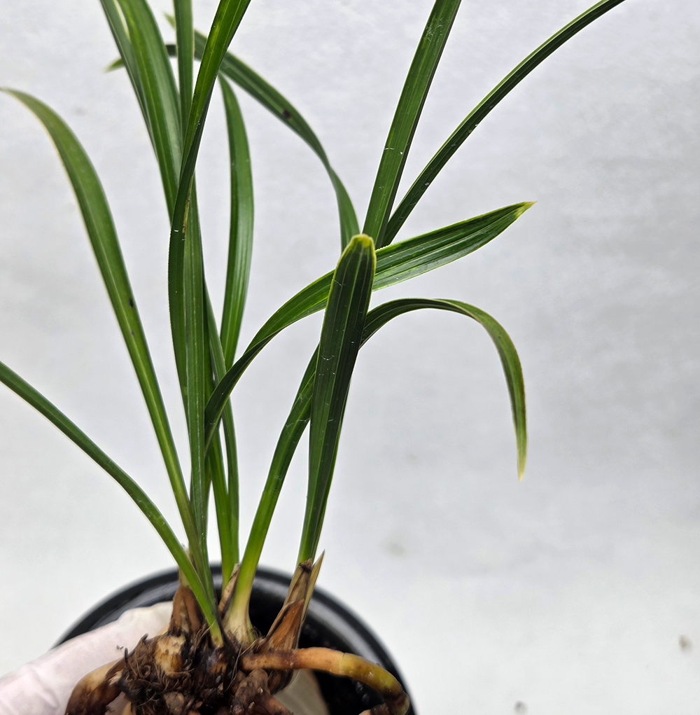 화순 동북 산반 복륜