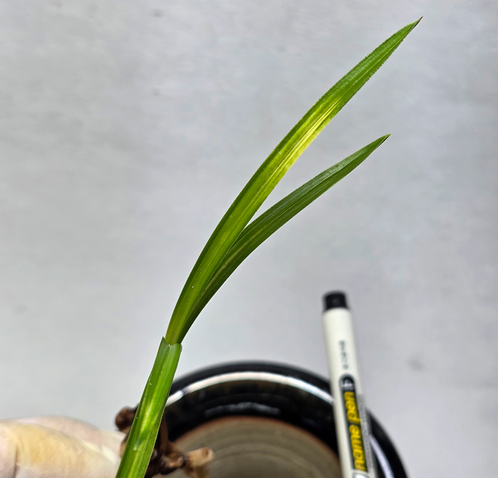 입변서반 종자목