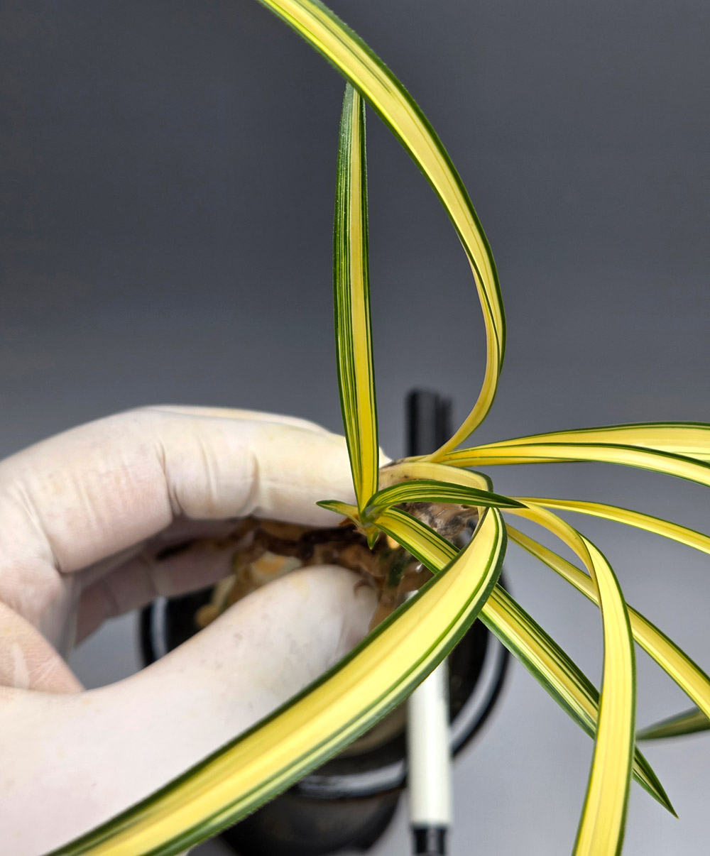 무명 극황 엽성중투