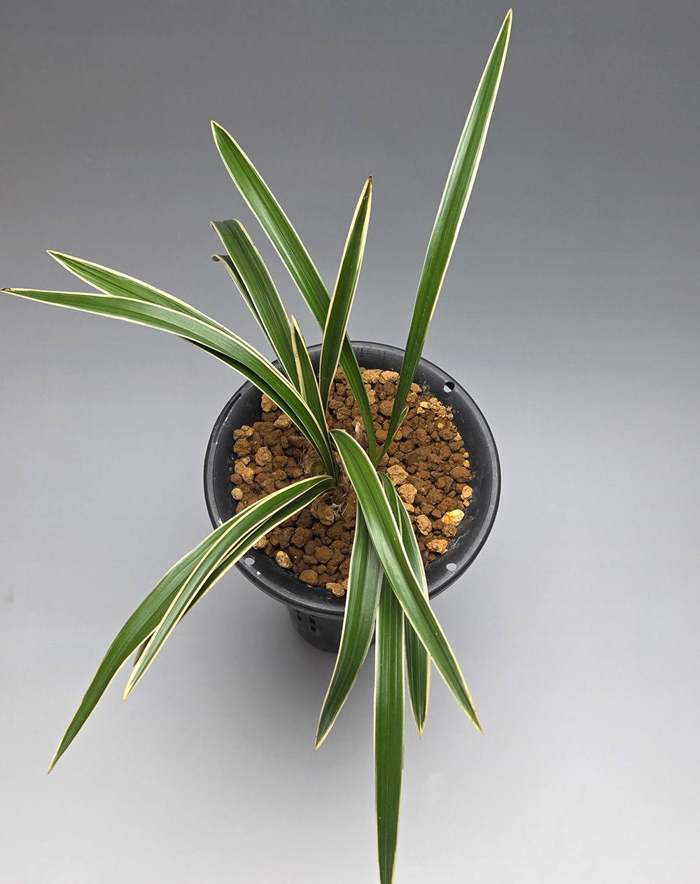 깊은 무늬 인상적인 복?