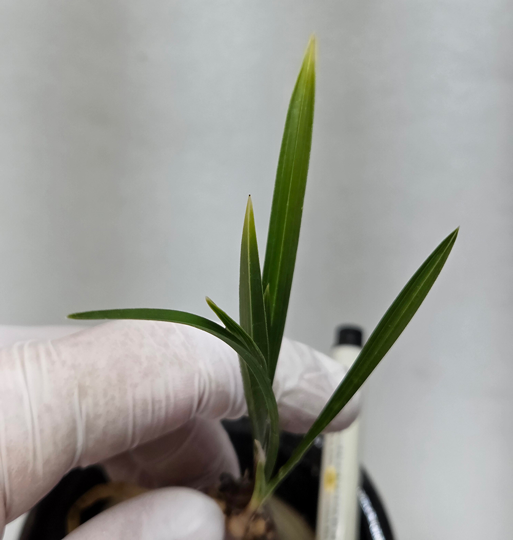 입변황산반 종자