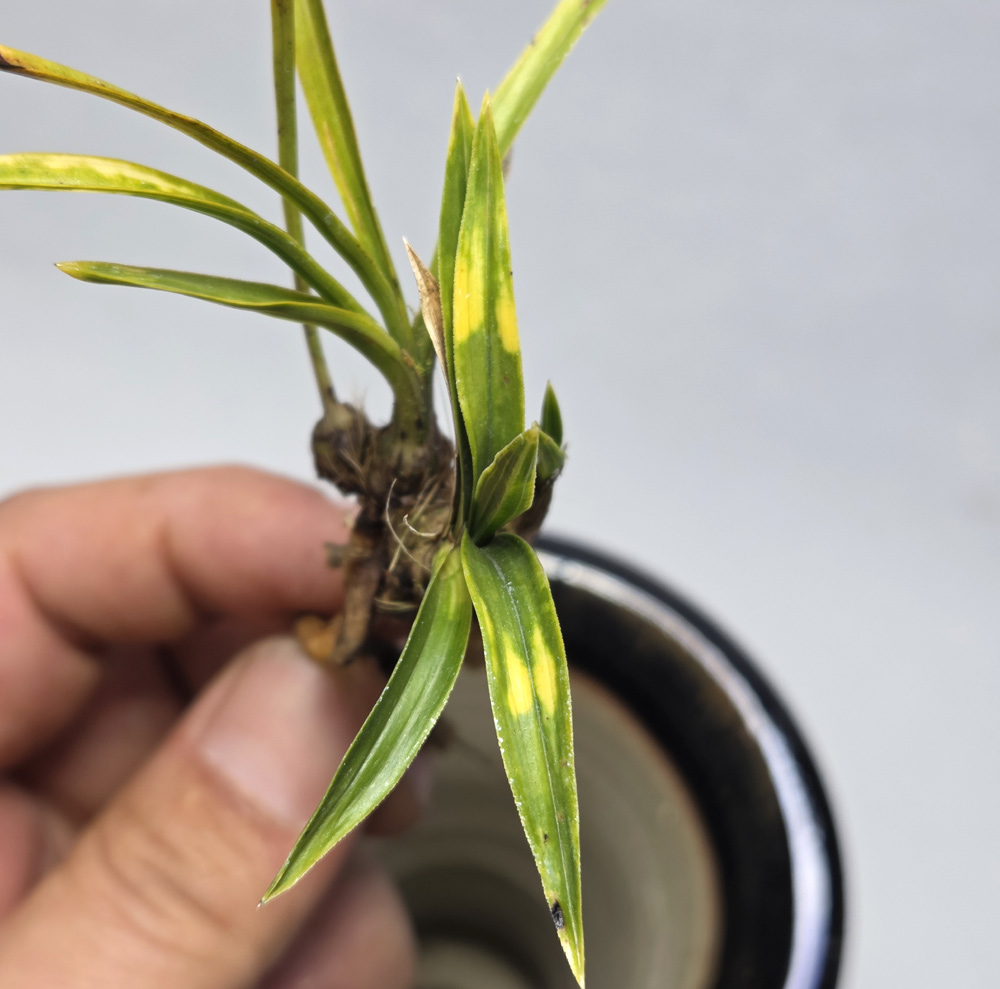 무명 단엽성 호피반 뒷?