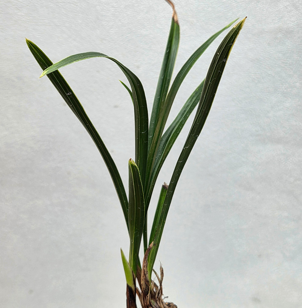 두화변의 산반복륜