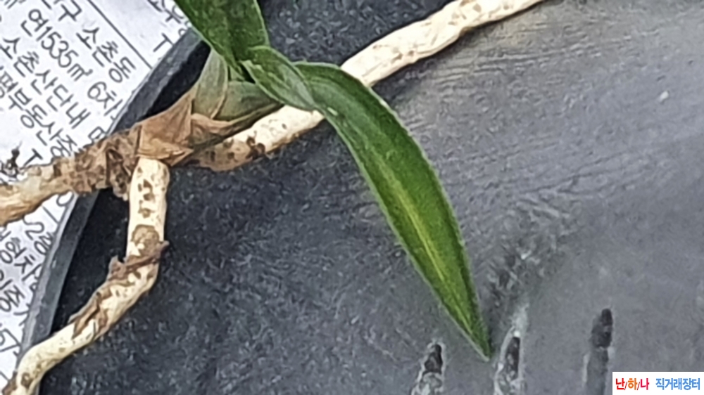 산채 반물 입변