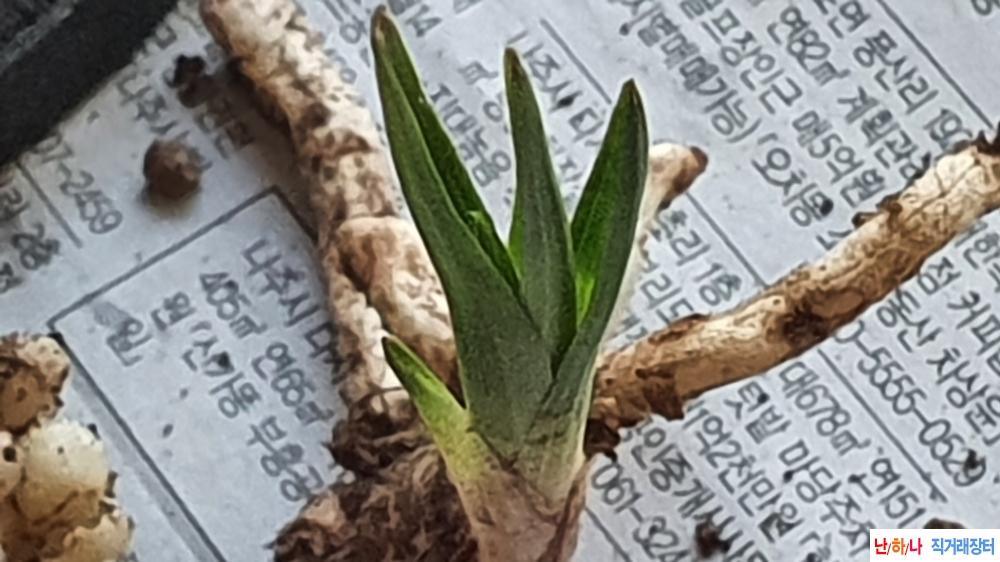 산채 까닥지 두변