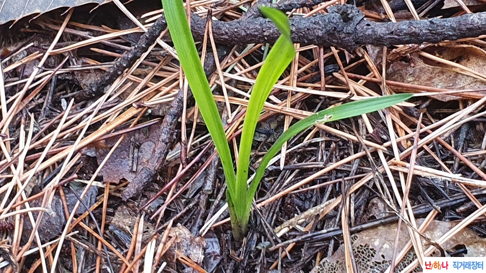 산채 까칠한 서반