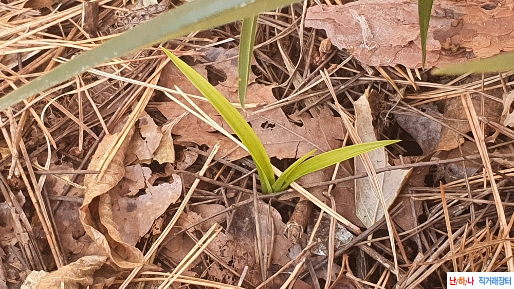 산채 입변 서반