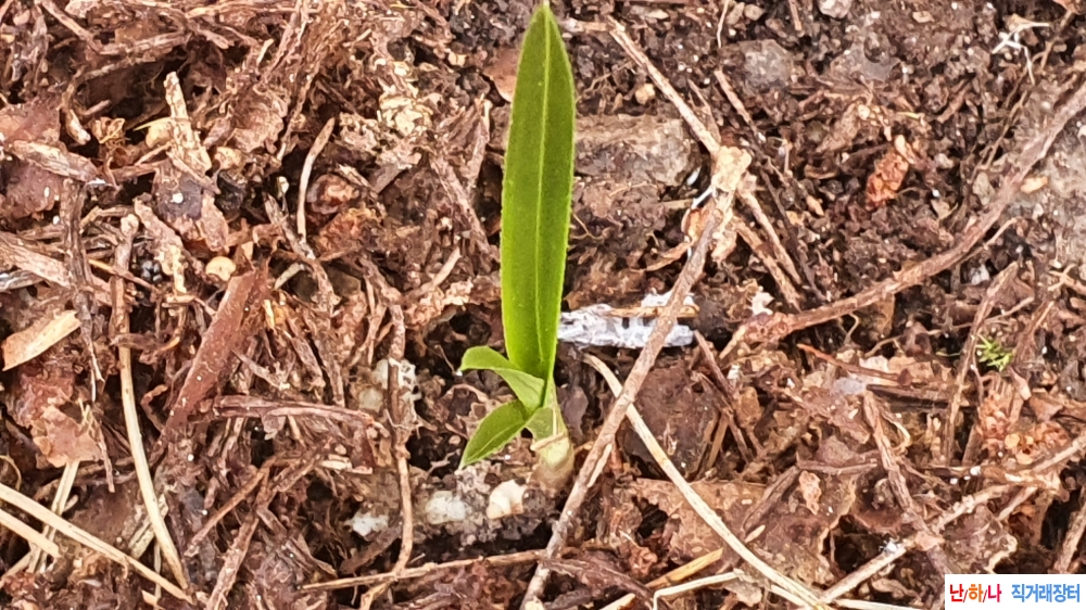 산채 반물 입변