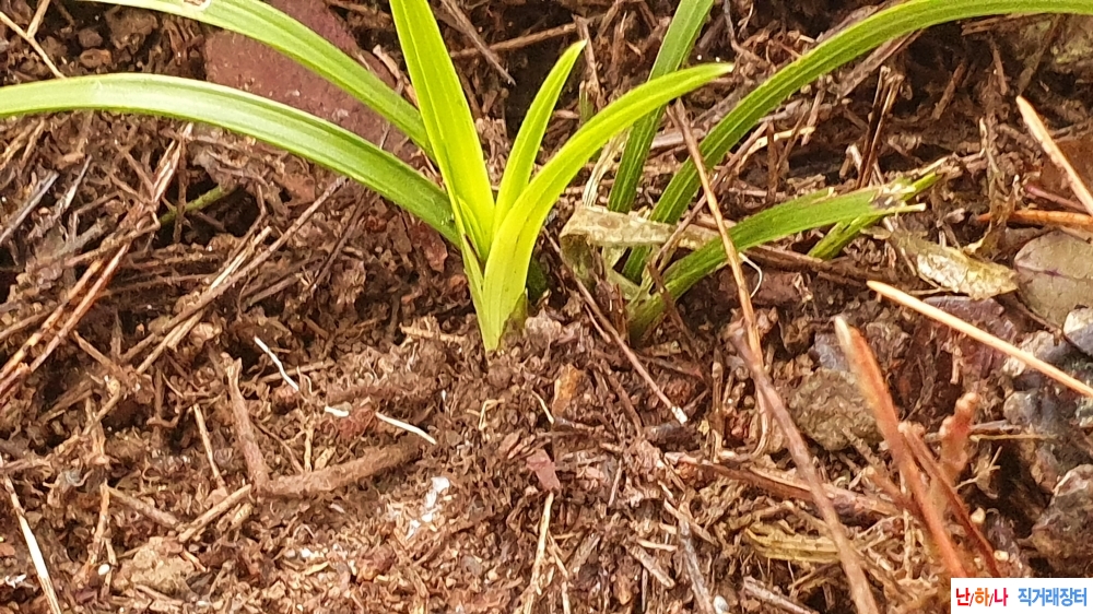 산채 입변 서반