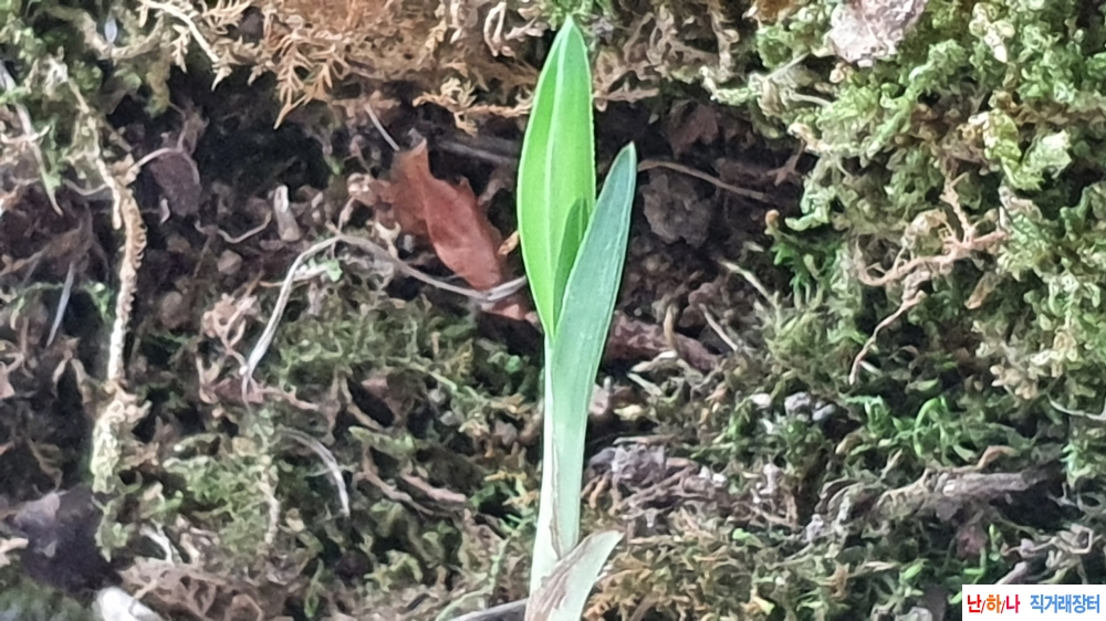 산채 서성 두화목