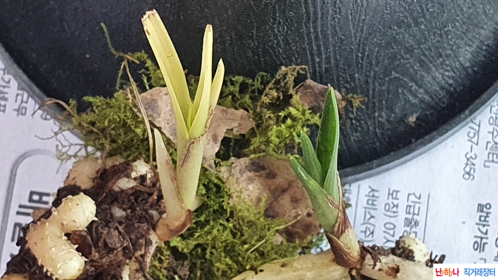 산채 단엽성 &서반물