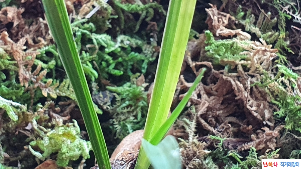 산채 까닥지 서반무늬