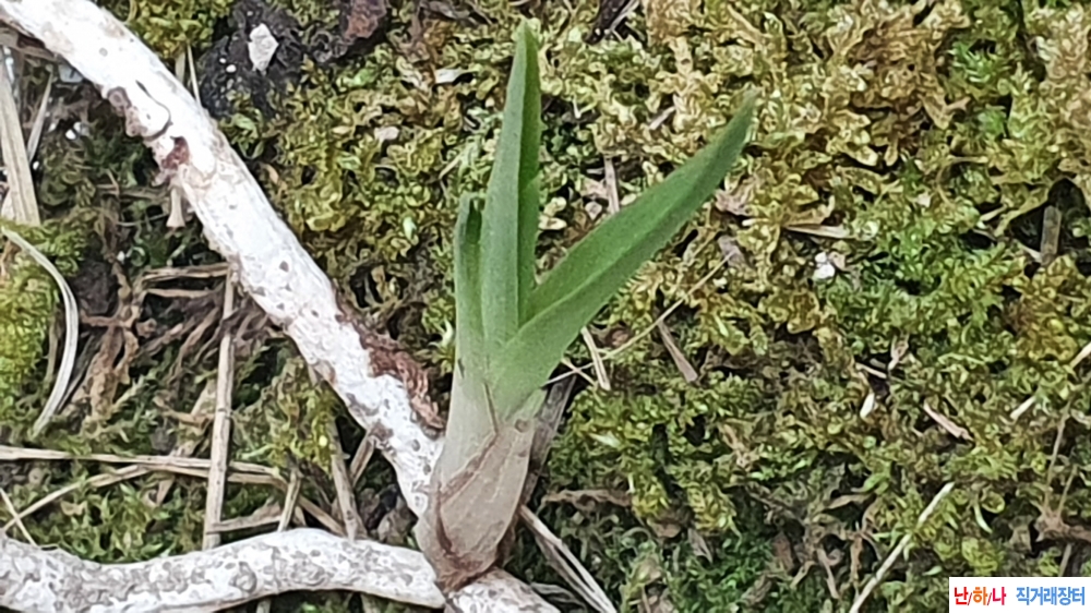 산채반성 단엽성변