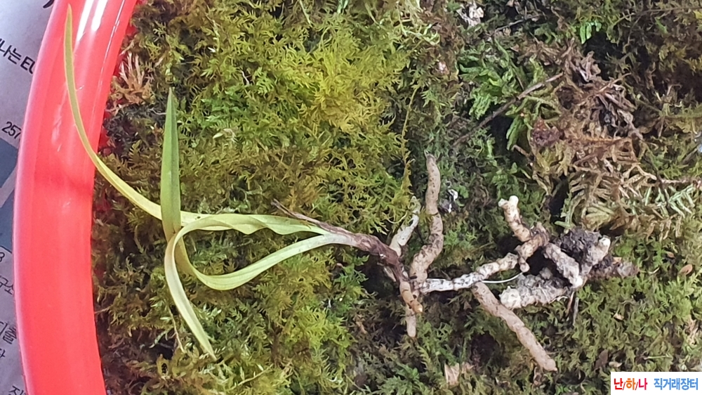 산채 까닥지 황서반