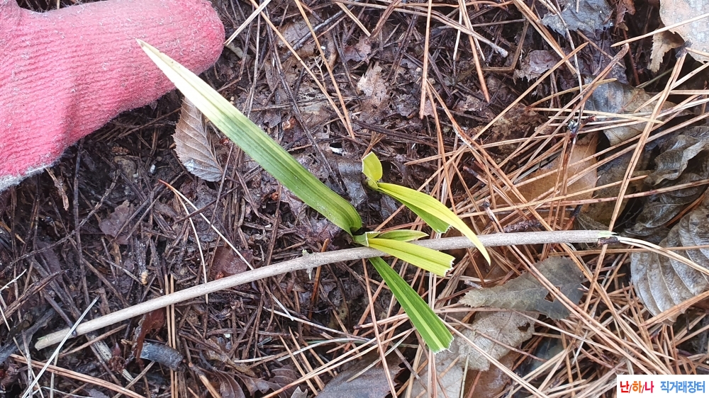 **특산채 4장터 같이나?