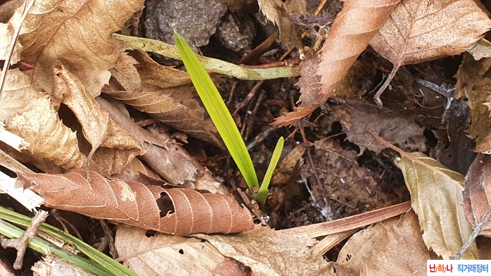 산채 입변 황서반