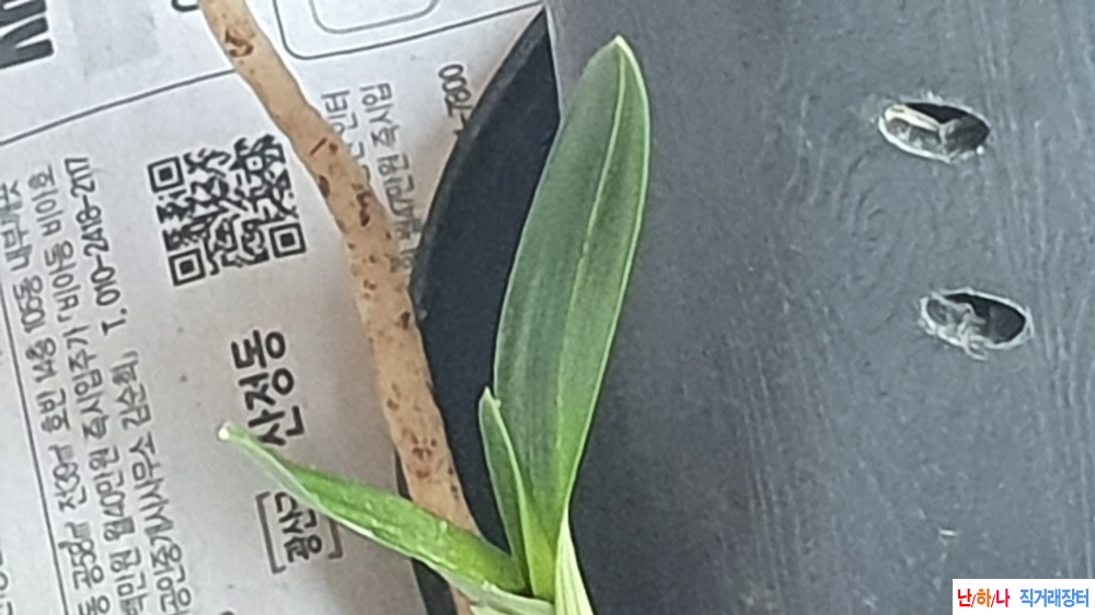 금일산채 둥근 두화변