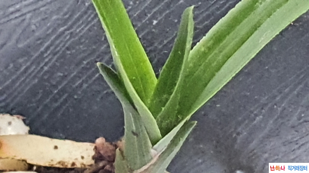 산채 극황서반 반성입?