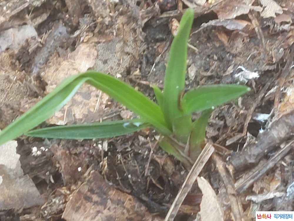 산채 개성있는 힘존생?