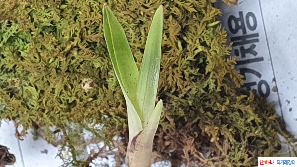 산채 서반물 단엽성