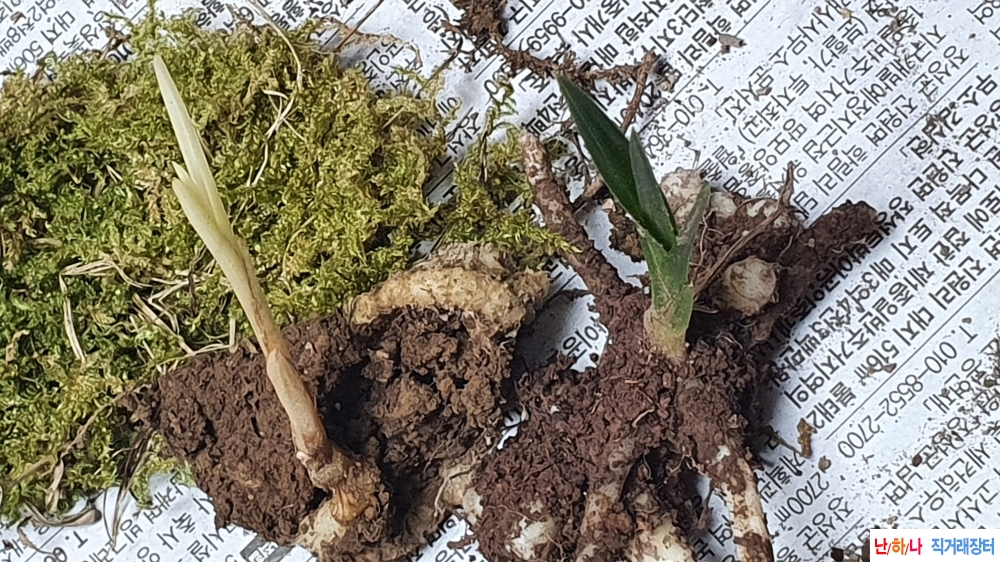 산채 백서반 &입변