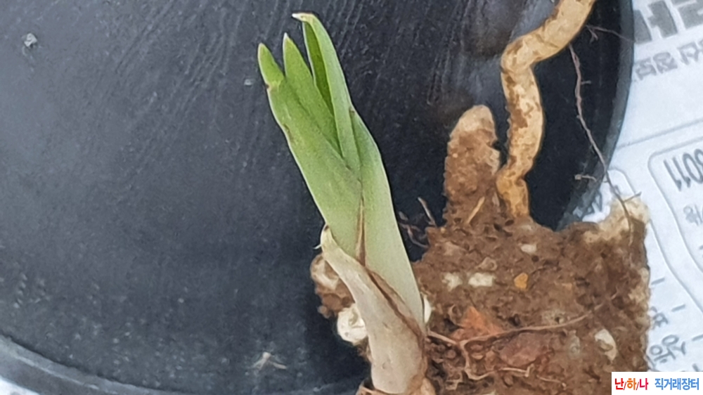 산채 서반 단엽