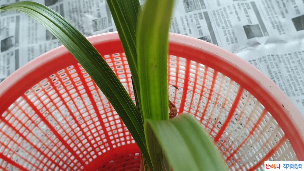 산채 반성 중배감호