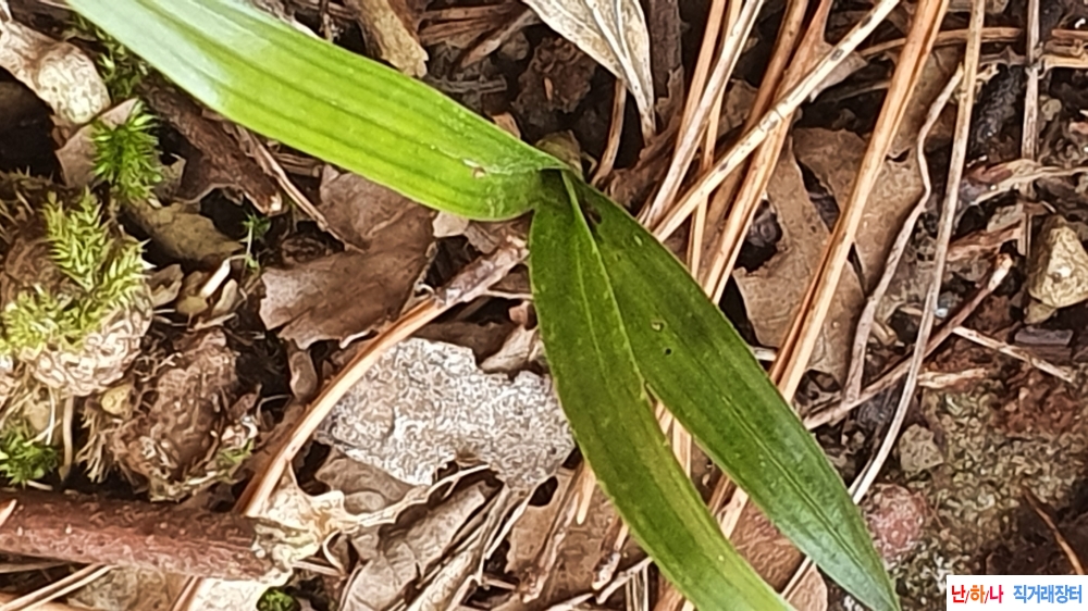 산채 단엽성 환엽변