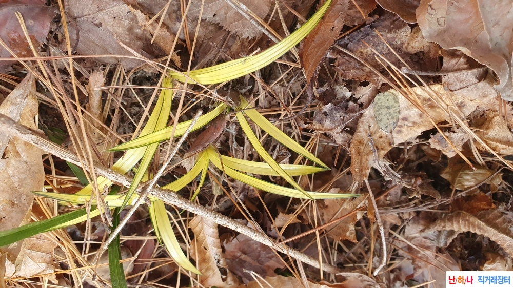 특산채 단엽성 황금색?