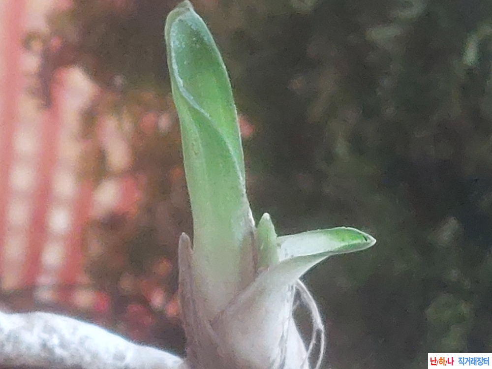 산채 그대로 반성단엽?