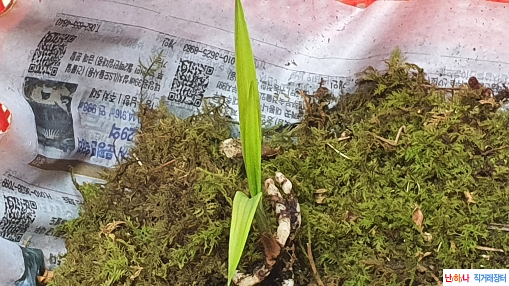 금일산채 입변서반