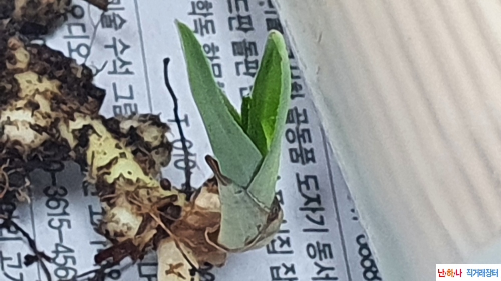 산채 단엽성