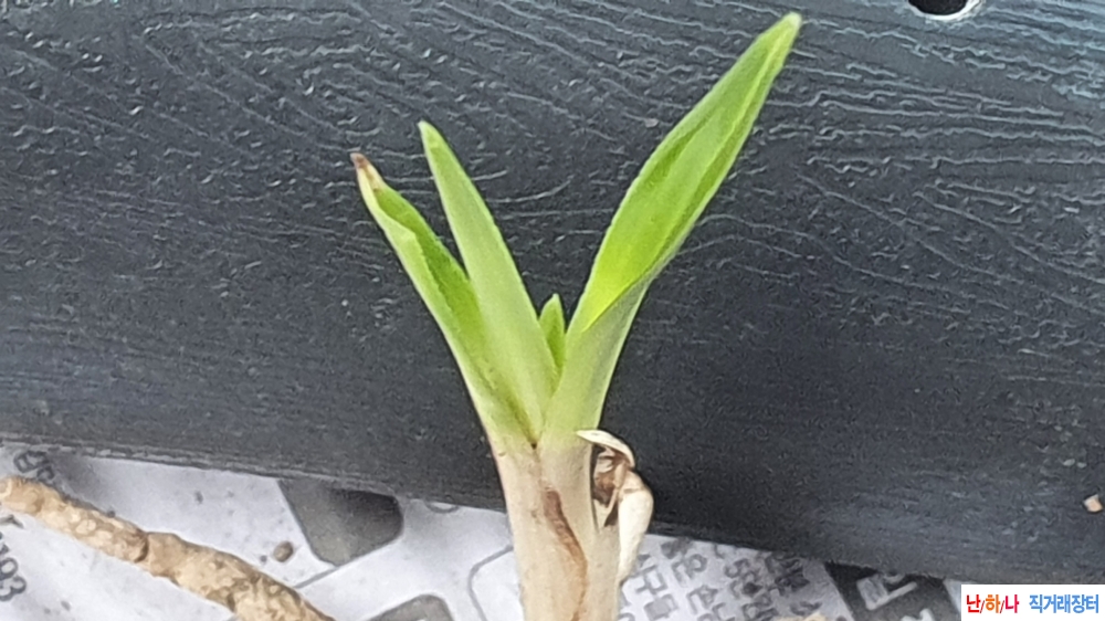 산채 반물입변 &두화변