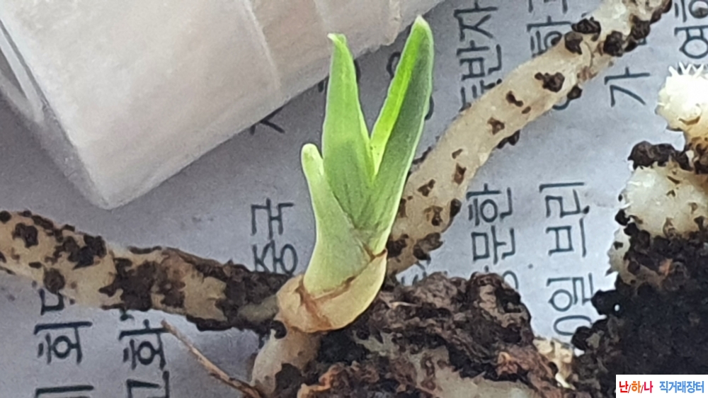 금일산채 서반물 단엽?