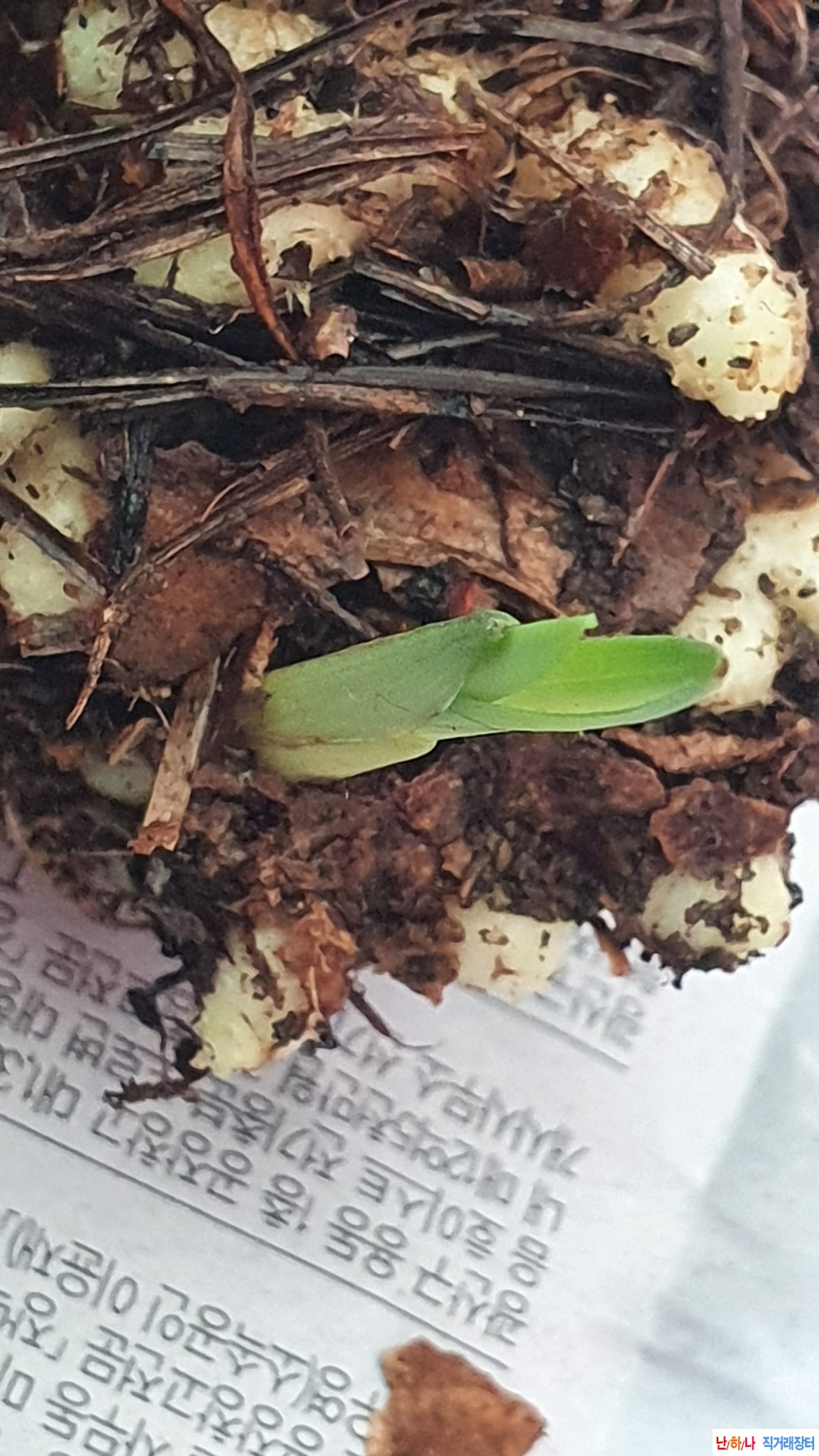 산채 둥근 반성단엽