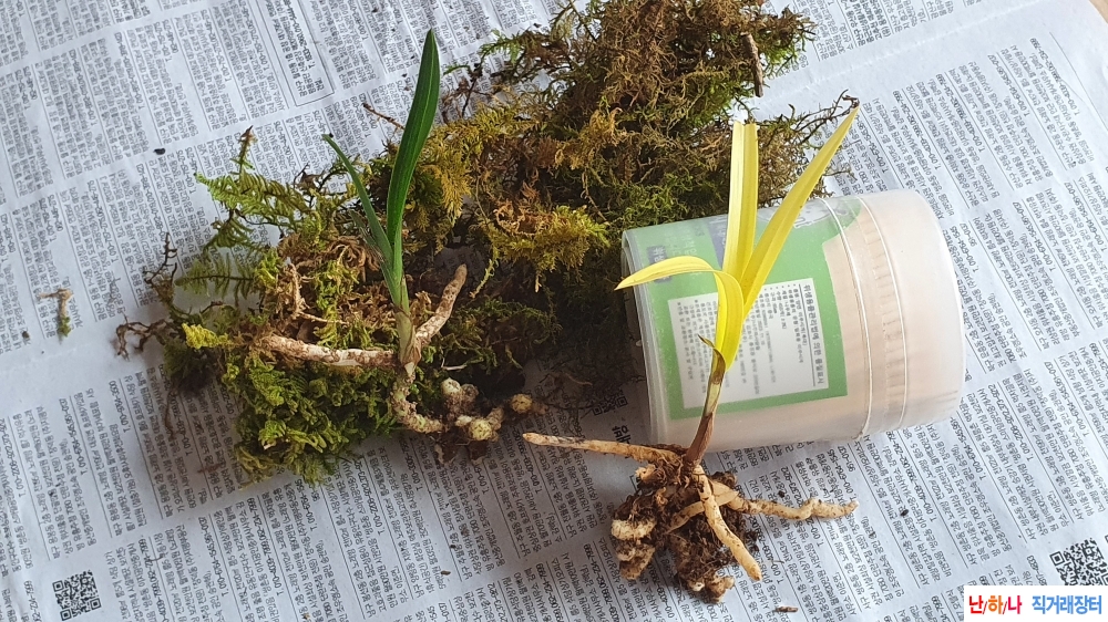 산채 두화변 &노랑서