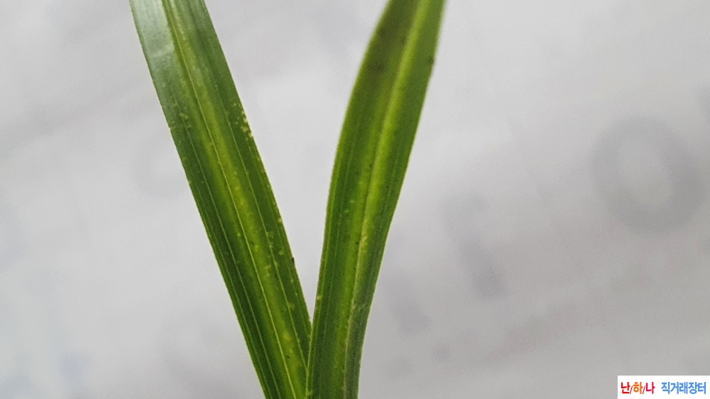 산채 반성 감호