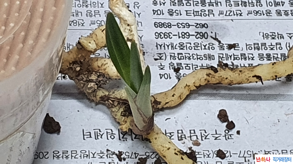 산채 반성단엽변