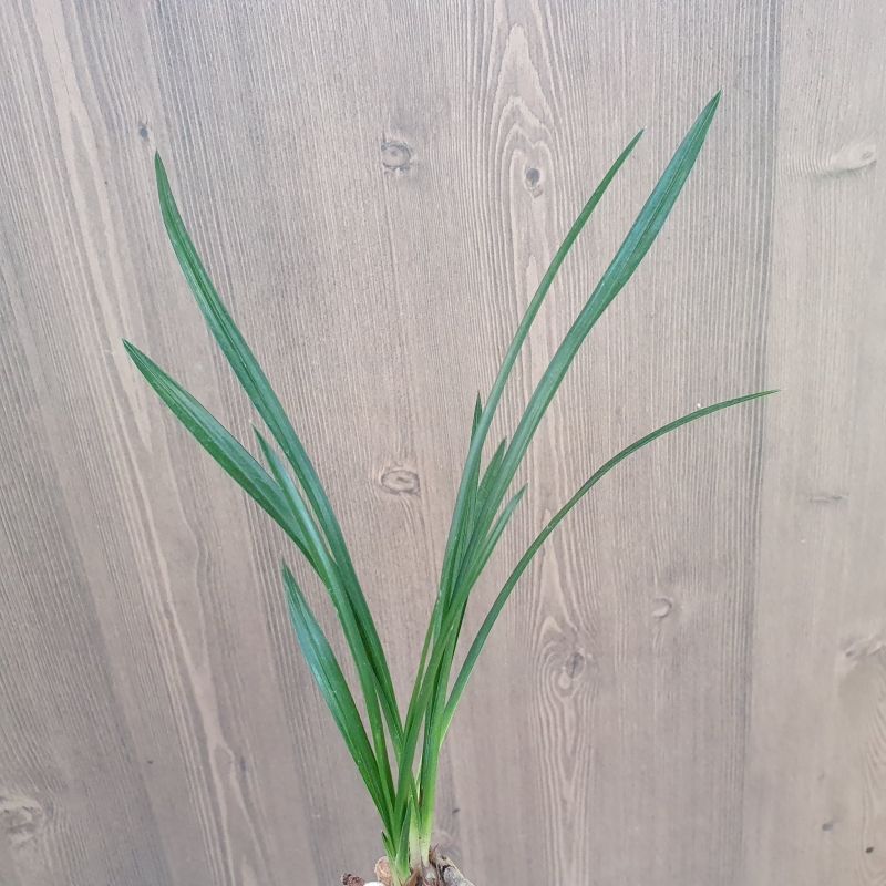 두화입변,,서반