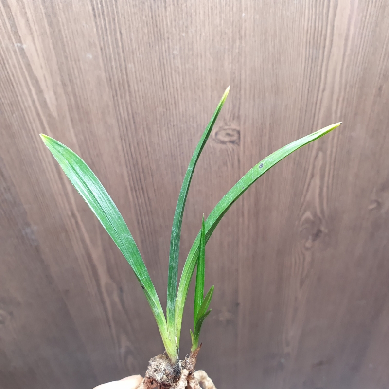 단엽,,서반,,산반