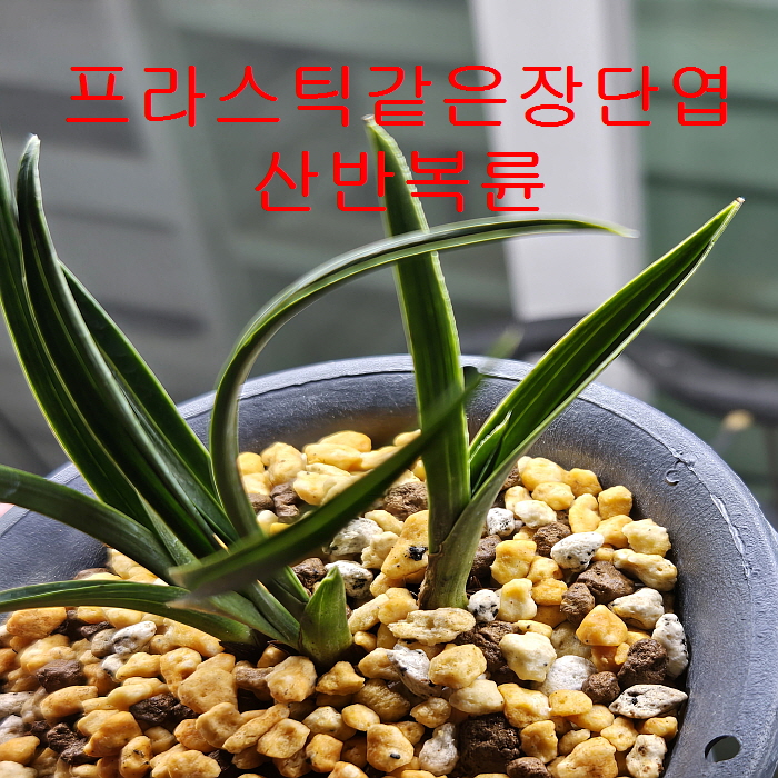 장단엽후육산반복륜