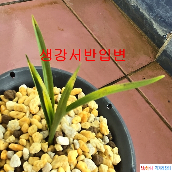 극황입변서반생강근