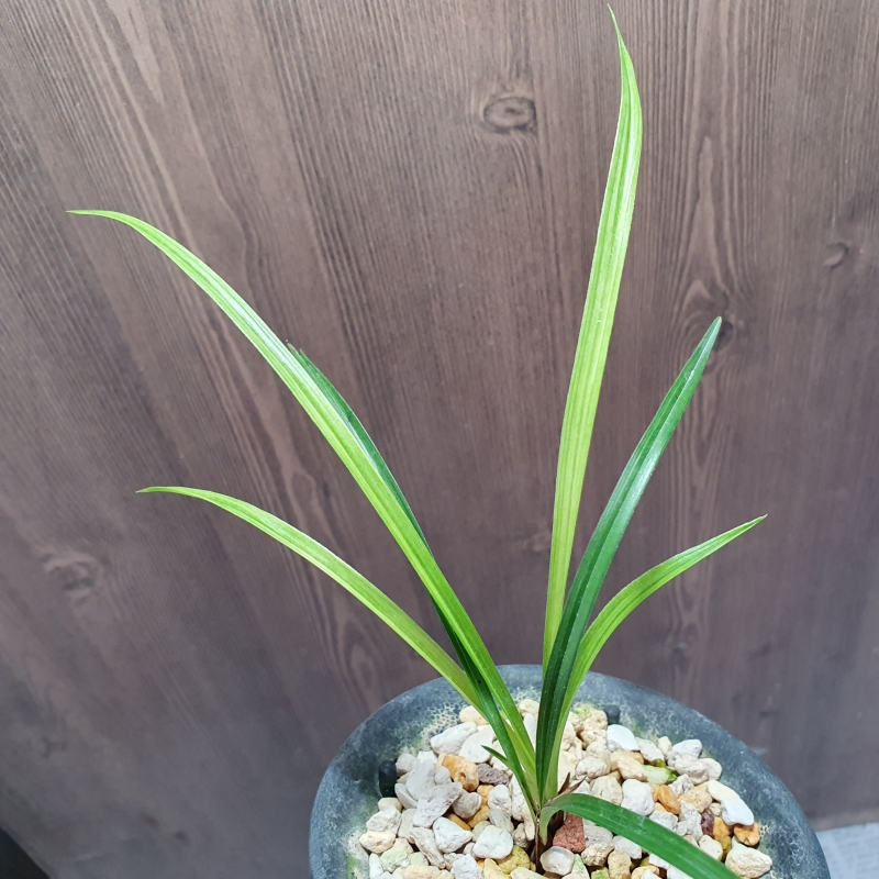 전면산반,,녹호산반