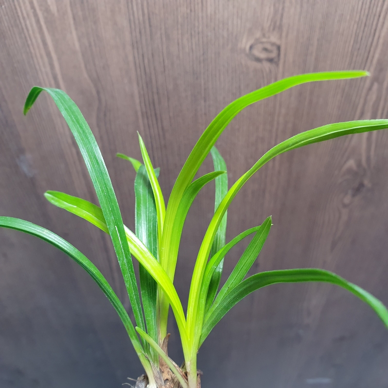 화근없는,,맑은,,황서?