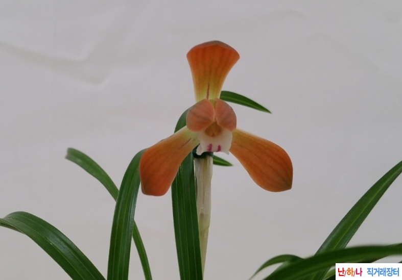 보증판매화형홍화