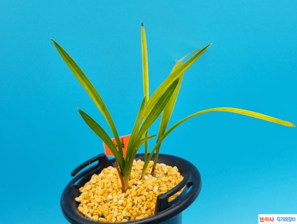 색기대서반소심